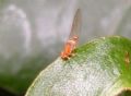 Trioza alacris (cfr.)